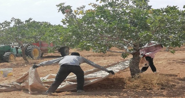 TÜRKİYE’NİN FISTIK DEPOSU ŞANLIURFA’DA HASAT ZAMANI