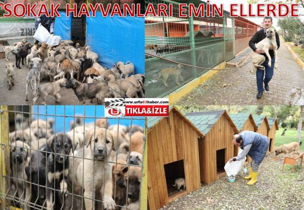 SOKAK HAYVANLARI EMİN ELLERDE