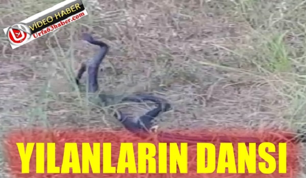 YILANLARIN DANSI 