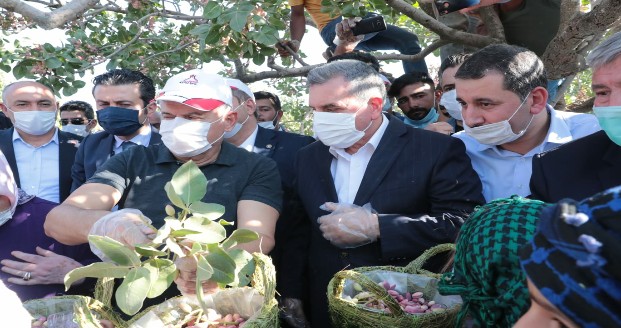 ŞANLIURFA FISTIK HASADI YILDIRIM'LA BAŞLADI