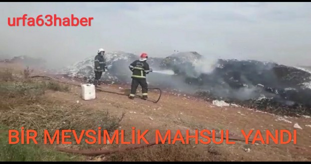 BİR MEVSİMLİK MAHSUL YANDI