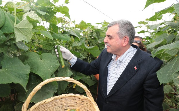 BAŞKAN BEYAZGÜL TOPLUM TEMELLİ SERACILIK PROJESİNDE İLK HASATI YAPTI