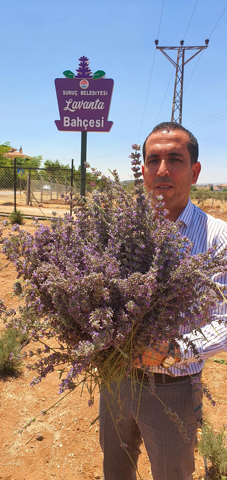 SURUÇ'TA LAVANTA HASADI BAŞLADI