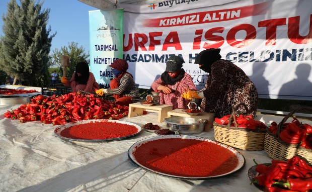 KIRMIZI ALTIN URFA İSOTUNDA HASAT ZAMANI