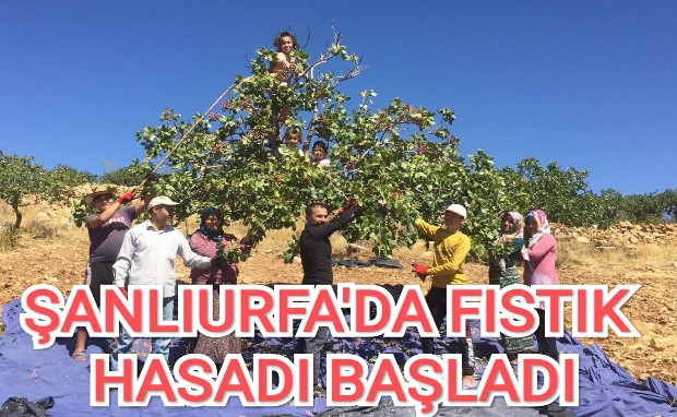 ŞANLIURFA'DA FISTIK HASADI BAŞLADI