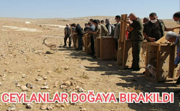 CEYLANLAR DOĞAYA BIRAKILDI