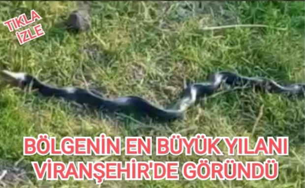 BÖLGENİN EN BÜYÜK YILANI VİRANŞEHİR'DE GÖRÜNDÜ