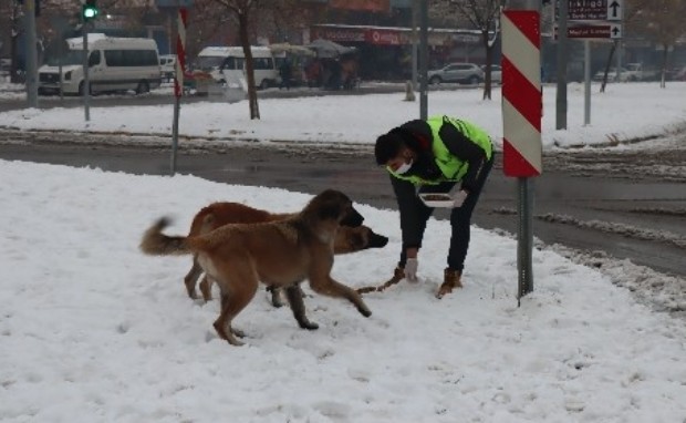 BÜYÜKŞEHİR SOKAK HAYVANLARINI UNUTMADI