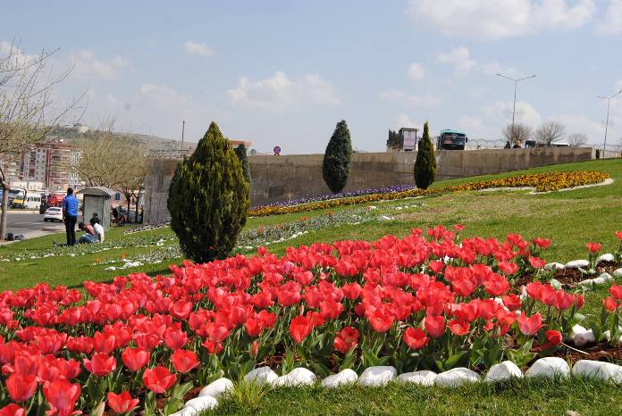 Bu Ağaçlar Şanlıurfa Topraklarıyla İlk Kez Buluşuyor