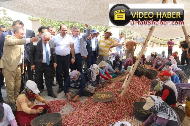 Şanlıurfa Fıstığının Bir Marka Değeri Olmalı