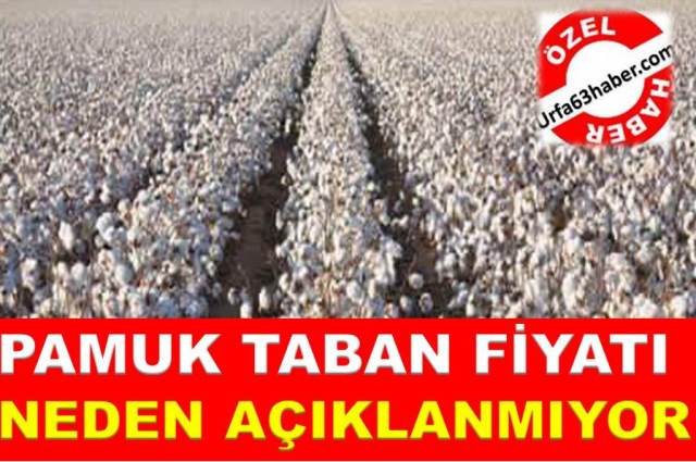 Pamuk Taban Fiyatı Neden Açıklanmıyor.