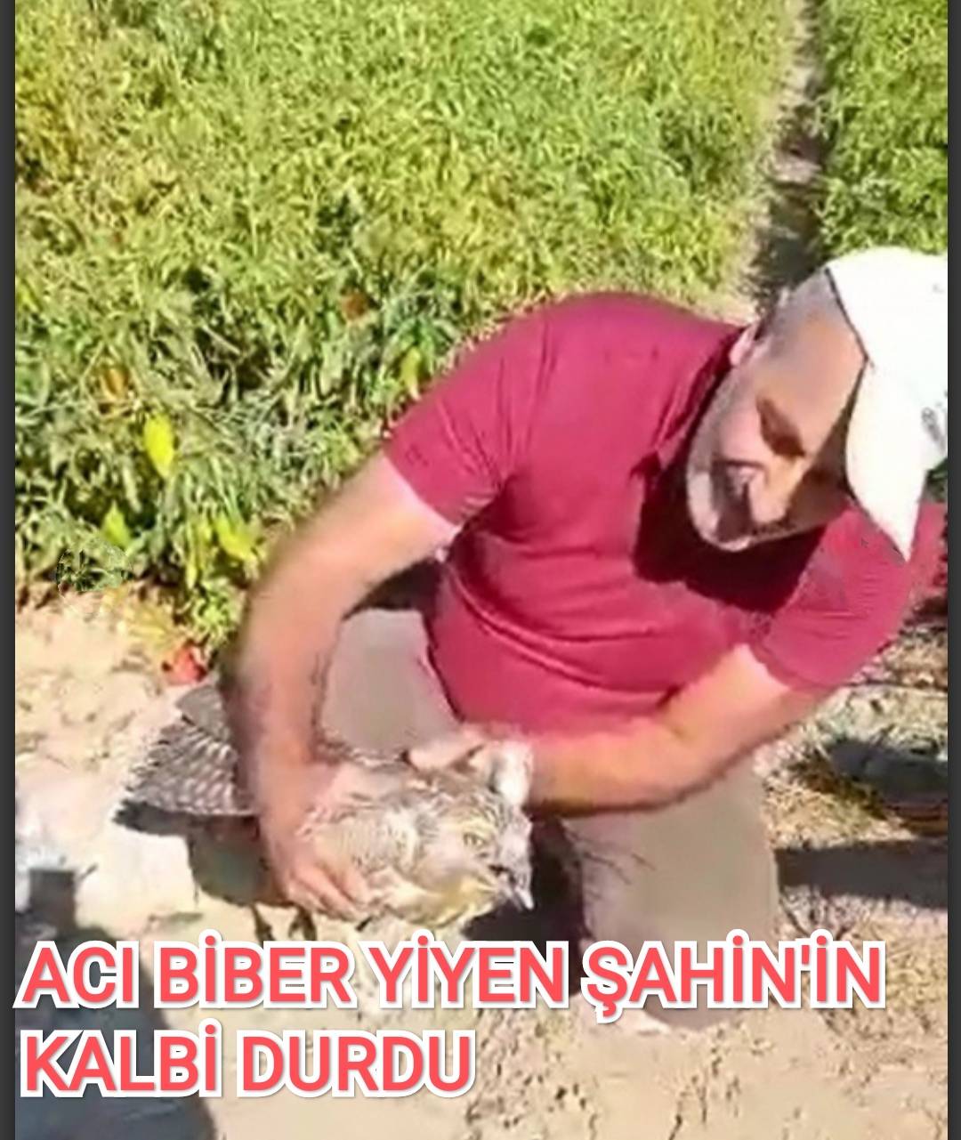 ACI BİBER YİYEN ŞAHİN'İN KALBİ DURDU