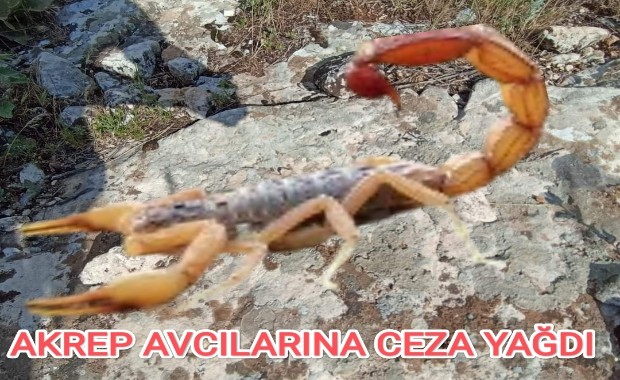 AKREP AVCILARINA CEZA YAĞDI