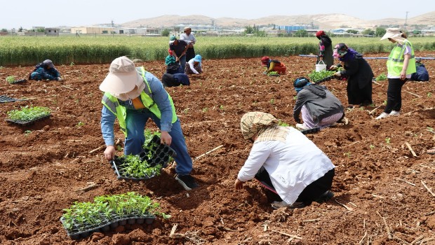 ATA TOHUMUNDAN ÜRETİLEN 200 BİN İSOT FİDESİ TOPRAKLA BULUŞTU