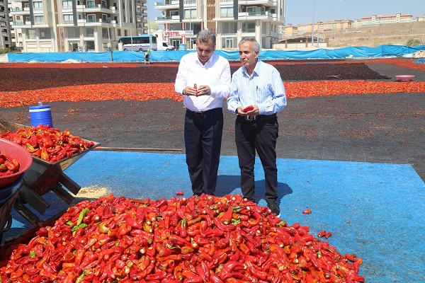 BAŞKAN BEYAZGÜL: DÜNYANIN EN TATLI ACISI URFADA YETİŞİYOR 