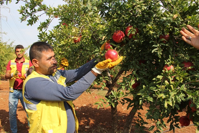 BÜYÜKŞEHİR'DEN MEYVE İKRAMI