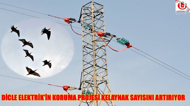 DİCLE ELEKTRİKİN KORUMA PROJESİ KELAYNAK SAYISINI ARTIRIYOR