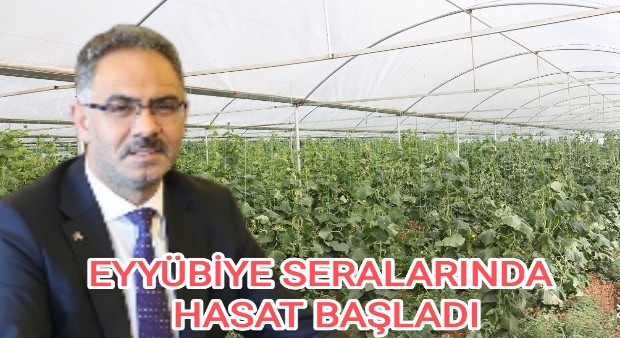 EYYÜBİYE SERALARINDA HASAT BAŞLADI 