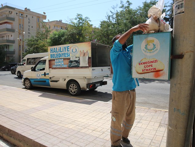 Haliliye'de Bayat Ekmekler, Doğal Yaşama Kazandırılıyor