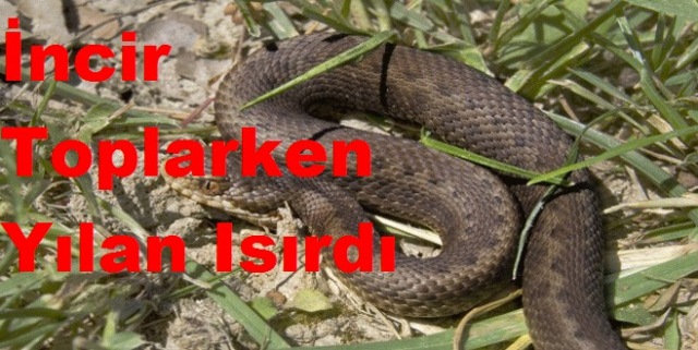 İncir Toplarken Yılan Isırdı