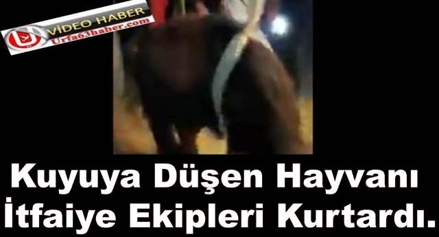 Kuyuya Düşen Hayvanı İtfaiye Ekipleri Kurtardı.