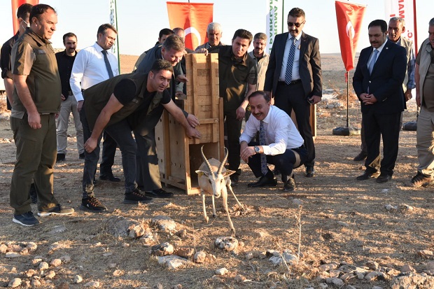 ŞANLIURFADA 30 CEYLAN DAHA DOĞAYA SALINDI