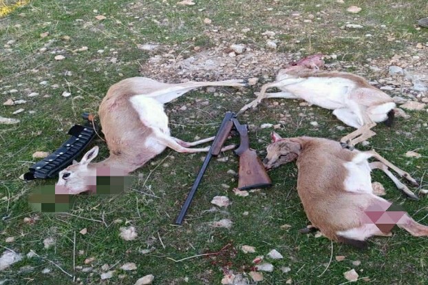 ŞANLIURFA'DA CEYLAN AVCILARINA CEZA YAĞDI