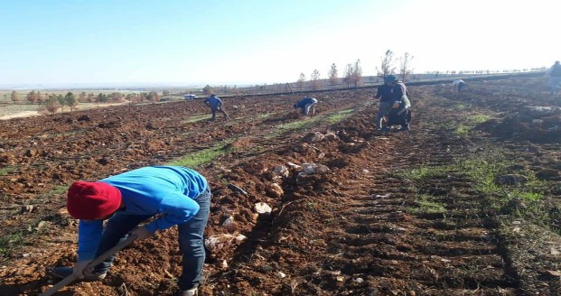 ŞANLIURFA'DA FİDANLAR TOPRAK İLE BULUŞTU