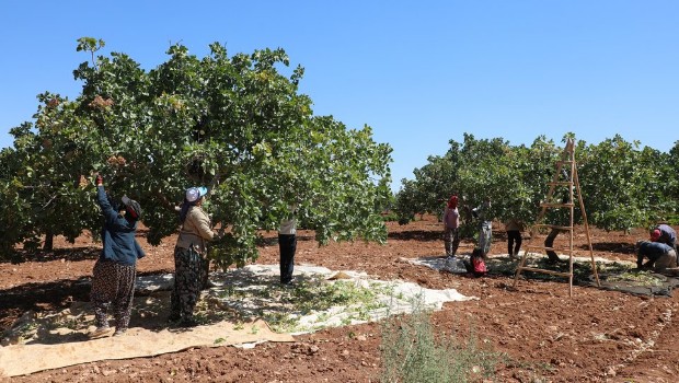 ŞANLIURFA'DA FISTIK HASADI BAŞLADI 