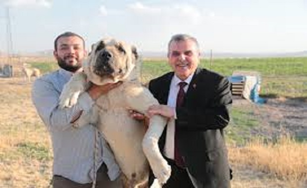 URFA'NIN GUREĞH ÇOBAN KÖPEĞİ YOK OLMASIN